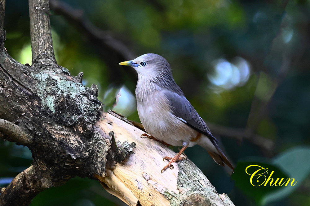 灰頭椋鳥與五色鳥