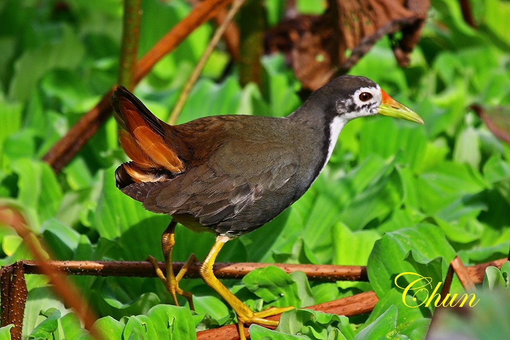 都會公園賞鳥趣 白腹秧雞