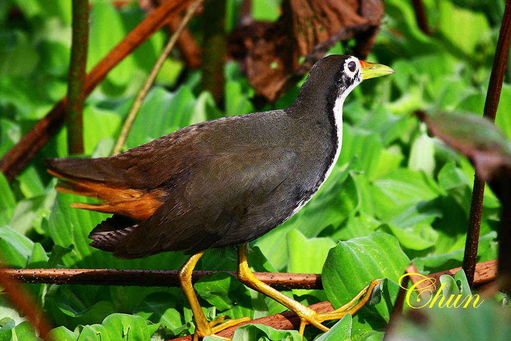 都會公園賞鳥趣 白腹秧雞