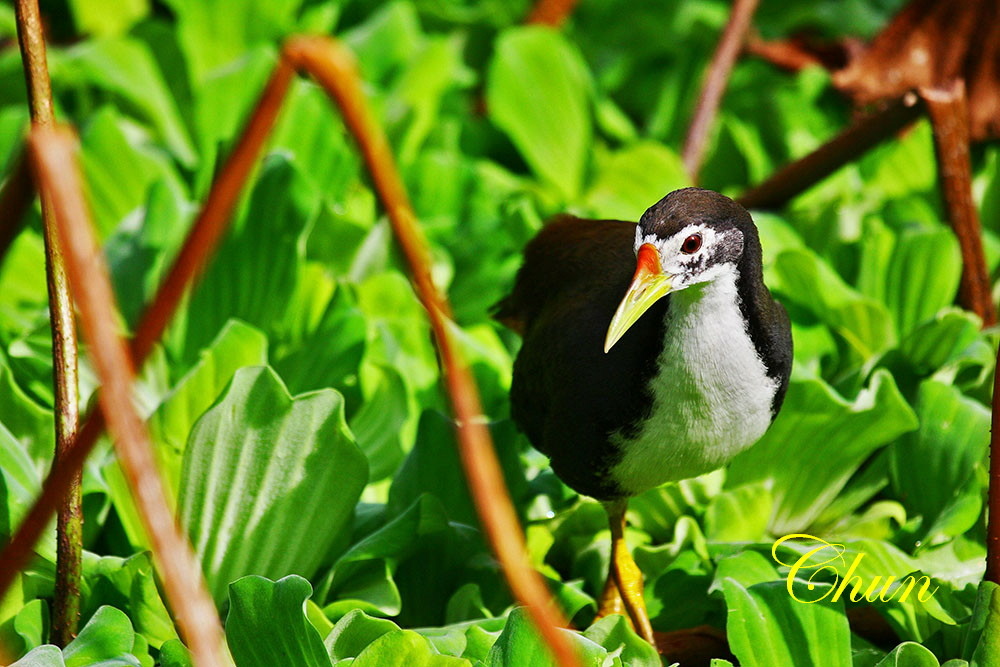 都會公園賞鳥趣 白腹秧雞