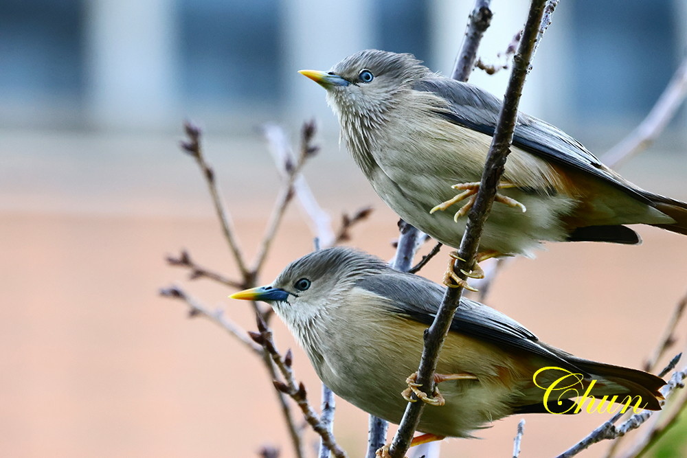 隨拍飛羽篇(紅尾伯勞、翠鳥、白鶺鴒、灰頭椋鳥、磯鷸)