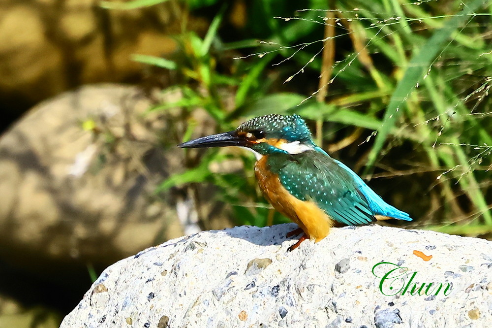 隨拍飛羽篇(紅尾伯勞、翠鳥、白鶺鴒、灰頭椋鳥、磯鷸)