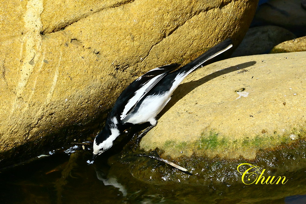 隨拍飛羽篇(紅尾伯勞、翠鳥、白鶺鴒、灰頭椋鳥、磯鷸)