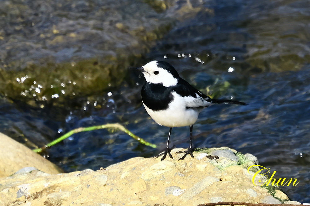 隨拍飛羽篇(紅尾伯勞、翠鳥、白鶺鴒、灰頭椋鳥、磯鷸)