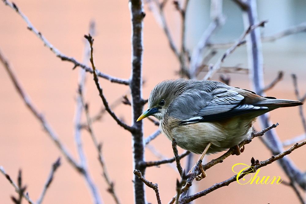 隨拍飛羽篇(紅尾伯勞、翠鳥、白鶺鴒、灰頭椋鳥、磯鷸)