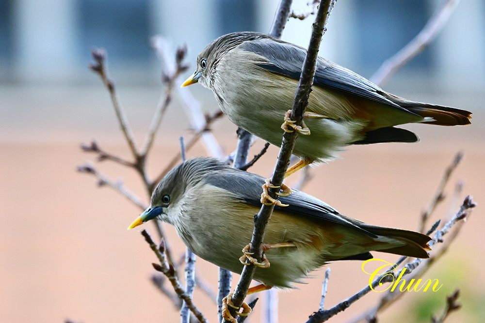 隨拍飛羽篇(紅尾伯勞、翠鳥、白鶺鴒、灰頭椋鳥、磯鷸)