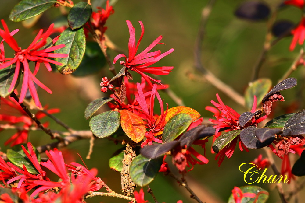 紅花檵木