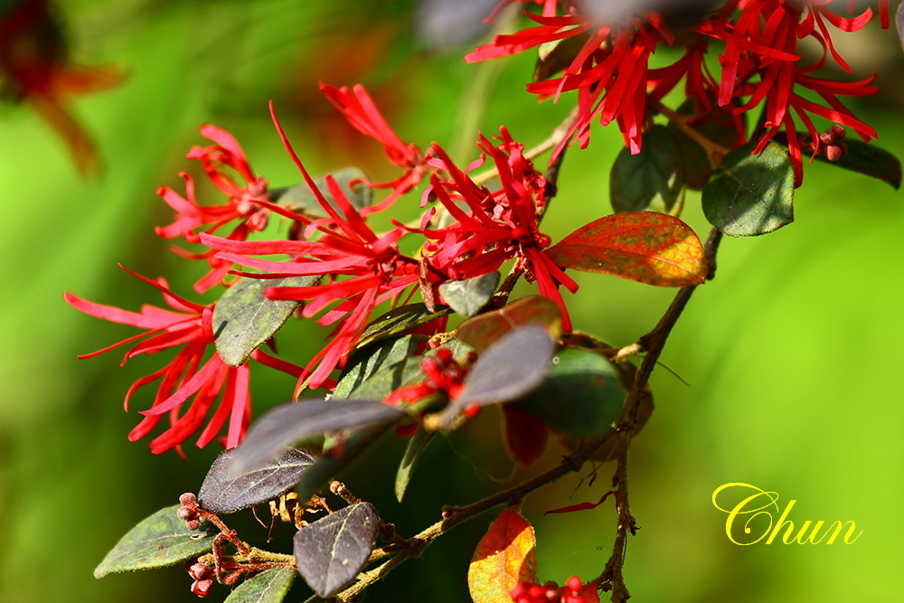 紅花檵木