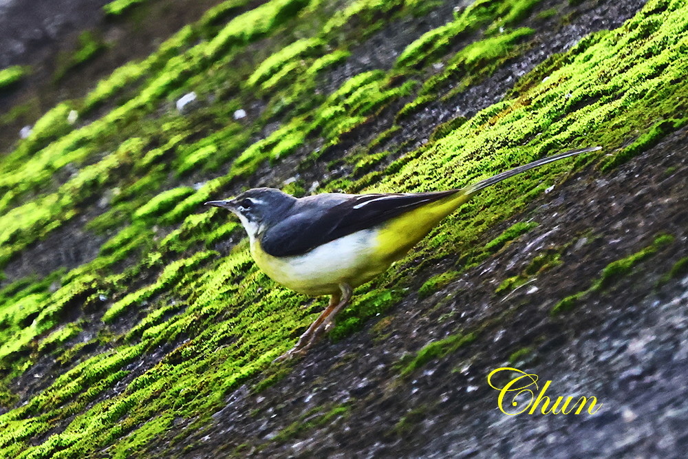 洋燕、灰鶺鴒、灰頭椋鳥及大卷尾