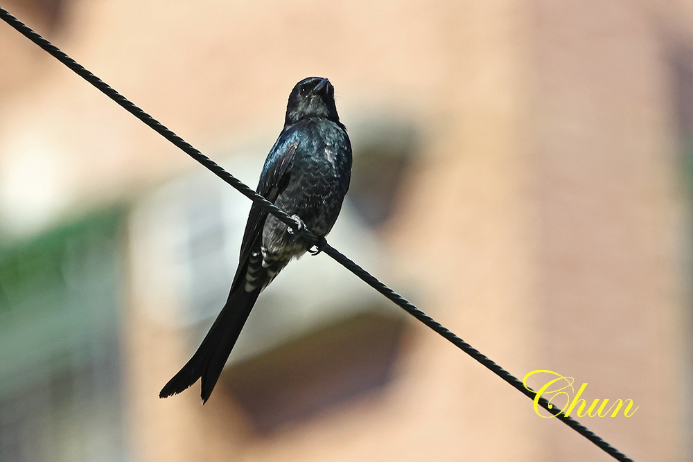 洋燕、灰鶺鴒、灰頭椋鳥及大卷尾