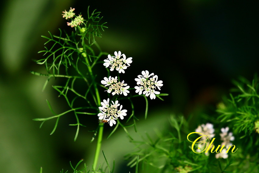 美麗飄逸的芫荽花