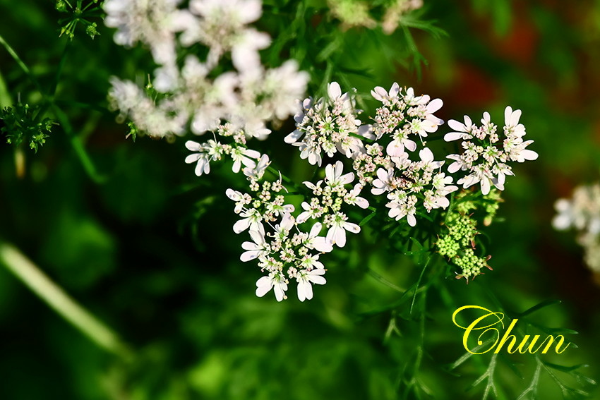 美麗飄逸的芫荽花