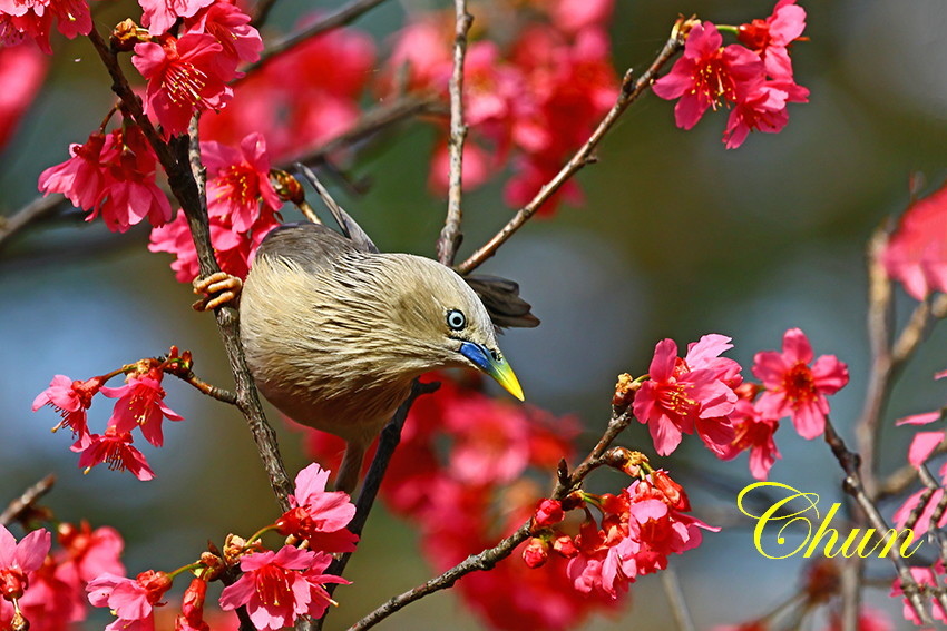 賞櫻攝影趣 灰頭椋鳥與山櫻花