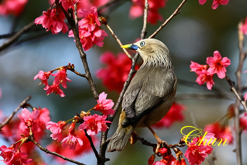 賞櫻攝影趣 灰頭椋鳥與山櫻花