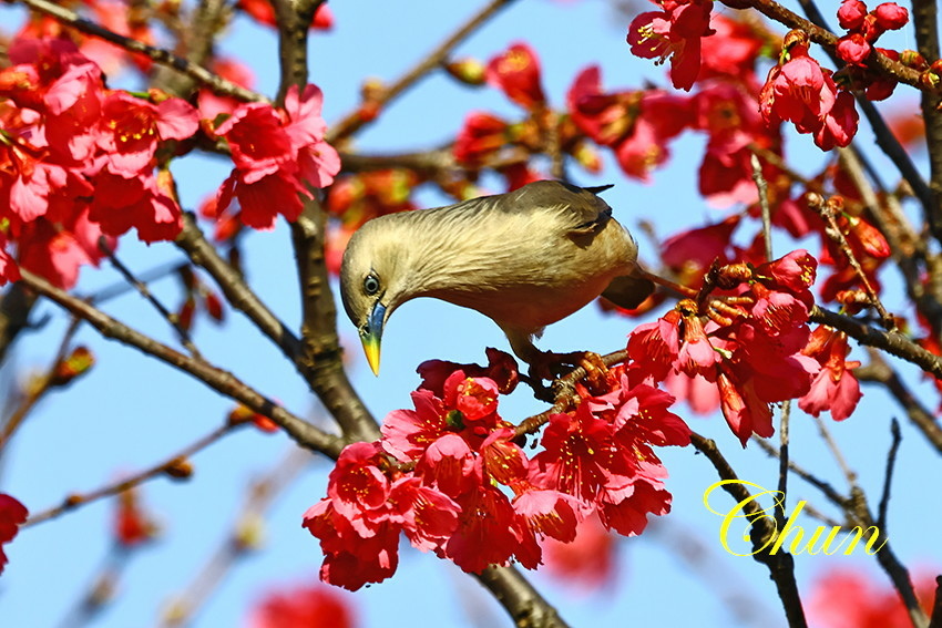 賞櫻攝影趣 灰頭椋鳥與山櫻花