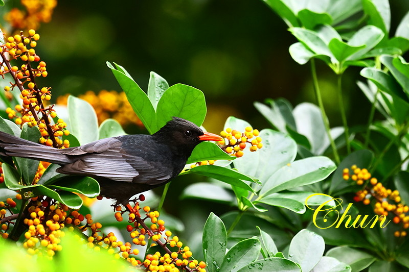 鵝掌藤與紅嘴黑鵯