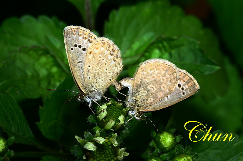 繁殖期的沖繩小灰蝶