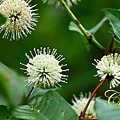 IMG_1577.JPG