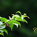 IMG_0660.JPG