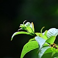 IMG_0662.JPG
