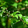 IMG_1309.JPG