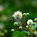 IMG_1523.JPG