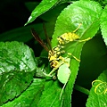 IMG_5765.JPG