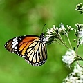 IMG_1802.JPG