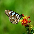 IMG_0080.JPG