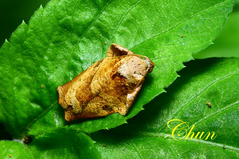 茶長捲蛾(雄)