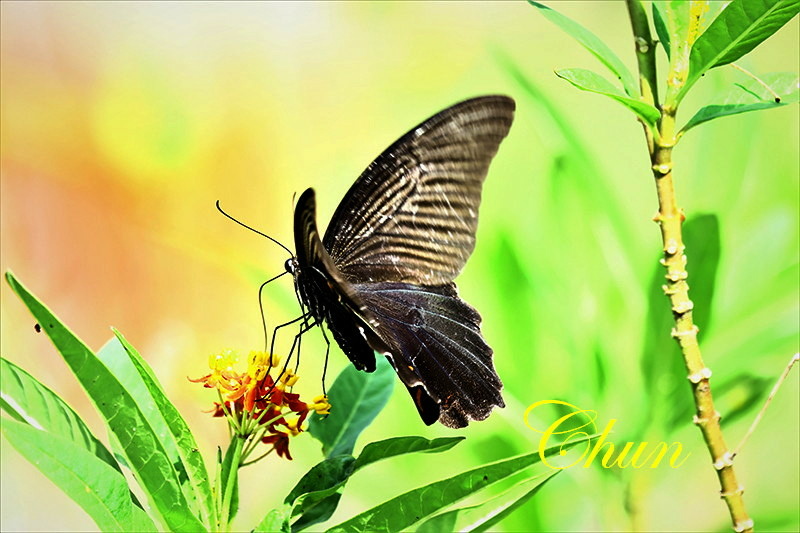 黑鳳蝶
