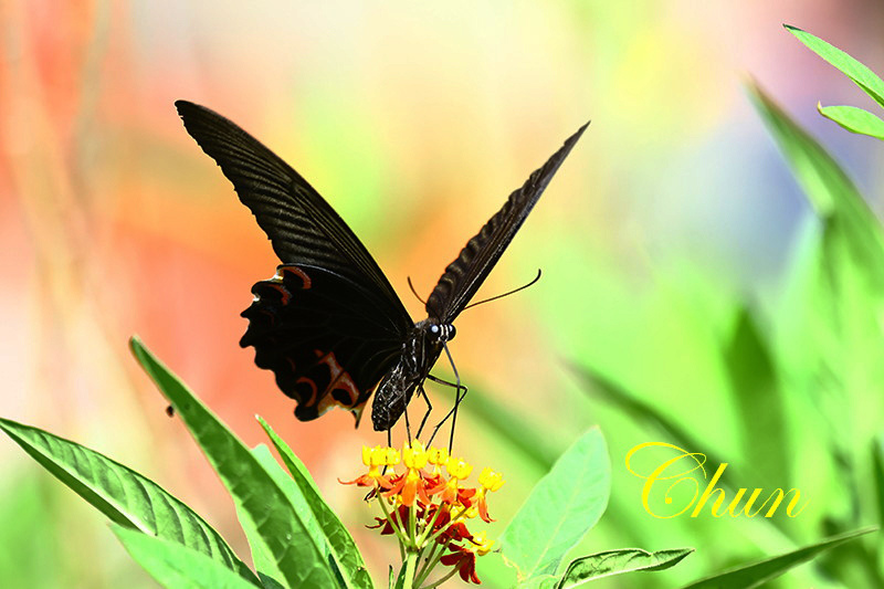 黑鳳蝶