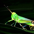 IMG_6766.JPG