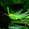 IMG_6942.JPG