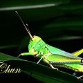 IMG_6768.JPG