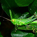 IMG_6943.JPG