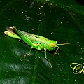 IMG_7834.JPG