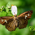 IMG_1388.JPG