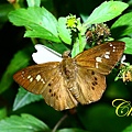 IMG_2540.JPG