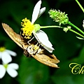 IMG_2541.JPG