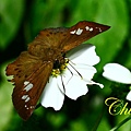 IMG_9625.JPG