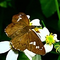 IMG_9638.JPG