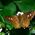 IMG_9612.JPG