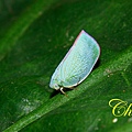 IMG_2342.JPG