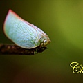 IMG_5558.JPG