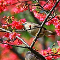 IMG_6971.JPG