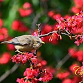 IMG_6984.JPG