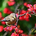 IMG_6985.JPG