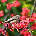 IMG_6988.JPG