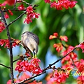 IMG_7004.JPG